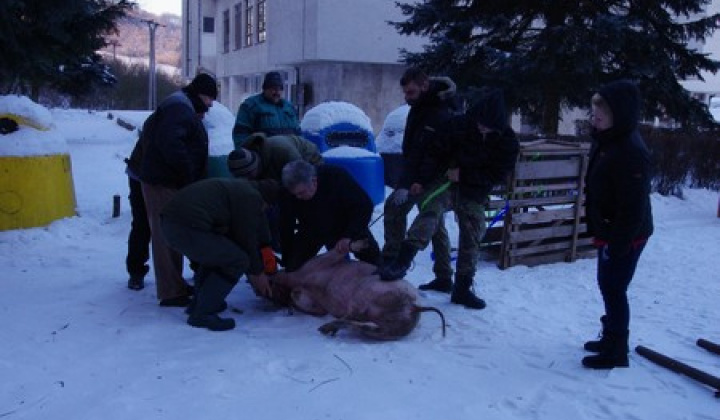 Obecná zabíjačka 1. časť 7.1.2017